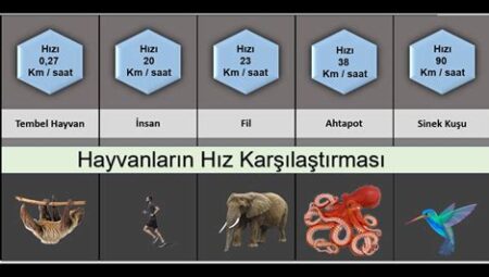 Blokzincir Ağlarının Hız Karşılaştırması