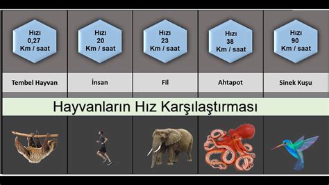 Blokzincir Ağlarının Hız Karşılaştırması